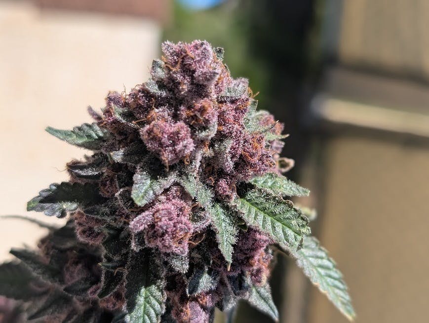 Tropicana Cherry: Die perfekte Kombination aus Geschmack und Wirkung