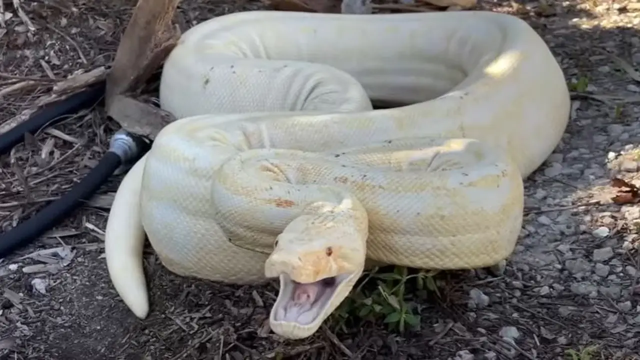 Snake with Legs: Myth or Reality? Scientific Perspectives